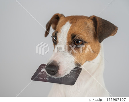 Clever Canine with Card. dog sitting attentively while holding a credit card in its mouth. 135907197