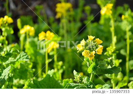 春の光を浴びて咲く菜の花(ナノハナ)のクローズアップ 春の光を浴びて咲く菜の花(ナノハナ)のクローズアップ 135907353