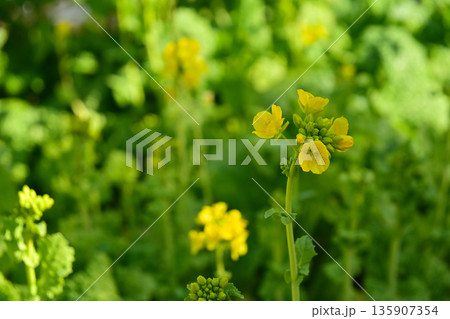 春の光を浴びて咲く菜の花(ナノハナ)のクローズアップ 春の光を浴びて咲く菜の花(ナノハナ)のクローズアップ 135907354