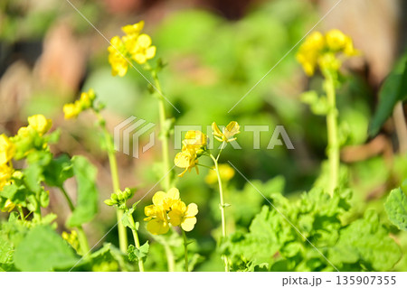 春の光を浴びて咲く菜の花(ナノハナ)のクローズアップ 春の光を浴びて咲く菜の花(ナノハナ)のクローズアップ 135907355