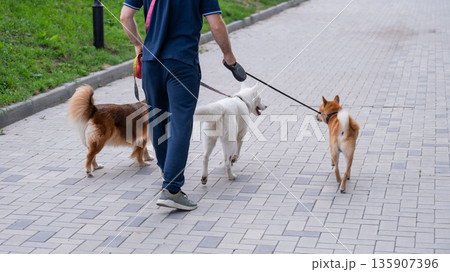 A man walks three different dogs. A man walks three different dogs. 135907396