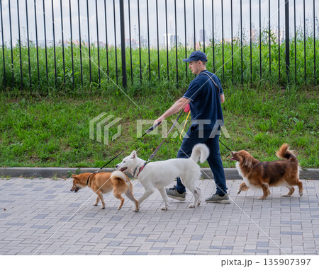 A man walks three different dogs. 135907397