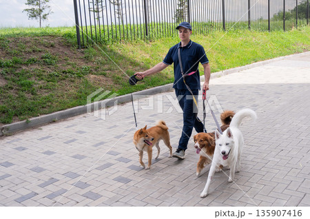 A man walks three different dogs. 135907416
