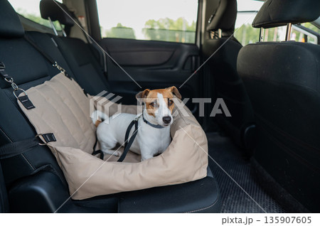 Jack Russell Terrier Dog in a Special Car Seat.  135907605