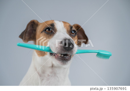Jack Russell Terrier Dog Holding a Toothbrush in His Mouth. Jack Russell Terrier Dog Holding a Toothbrush in His Mouth. 135907691