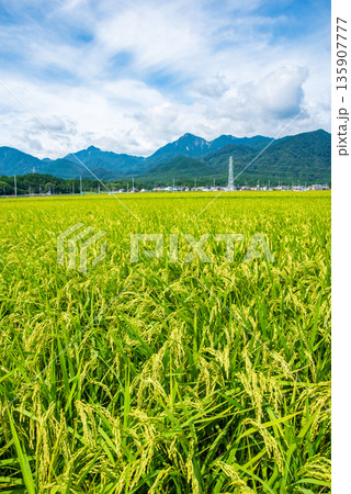 夏の田園風景《三重県 三重郡 菰野町 千草地区》 135907777