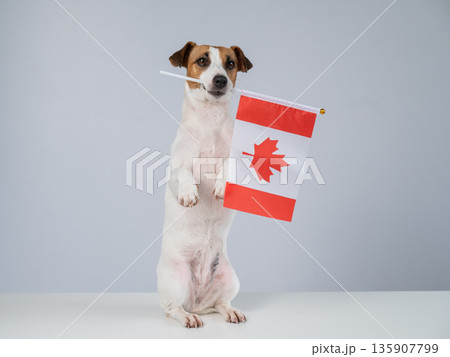 Jack Russell Terrier dog holding a Canadian flag on a white background.  135907799