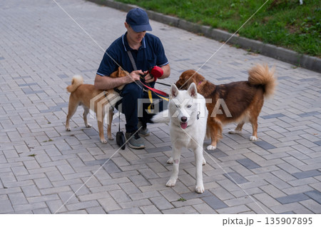 A man walks three different dogs. A man walks three different dogs. 135907895