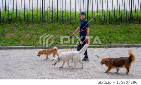 A man walks three different dogs. A man walks three different dogs. 135907896