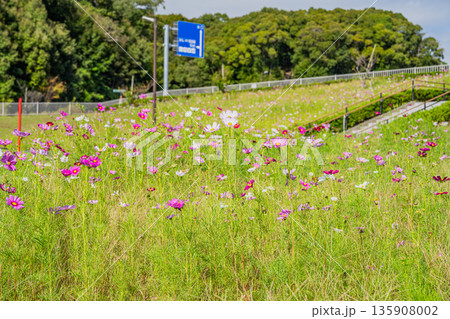 袋井市のみつかわ夢の丘公園のコスモスの風景(静岡県) 袋井市のみつかわ夢の丘公園のコスモスの風景(静岡県) 135908002