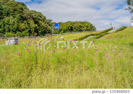 袋井市のみつかわ夢の丘公園のコスモスの風景(静岡県) 袋井市のみつかわ夢の丘公園のコスモスの風景(静岡県) 135908003