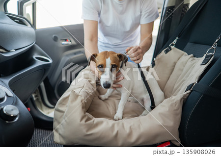 The owner fastens the Jack Russell Terrier dog with a seat belt. 135908026
