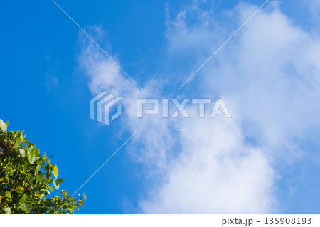 秋の山から木と空を流れる雲を見上げる02 秋の山から木と空を流れる雲を見上げる02 135908193