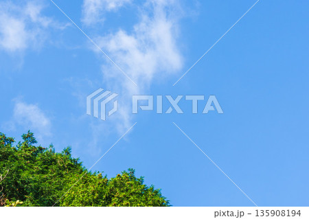 秋の山から木と空を流れる雲を見上げる03 135908194