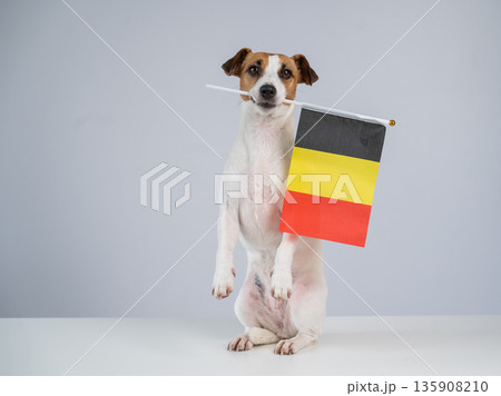 Jack Russell Terrier dog holding a Belgian flag on a white background.  135908210