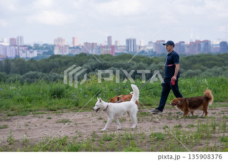 A Caucasian man walks with three dogs. Dog walker. 135908376