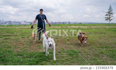A Caucasian man walks with three dogs. Dog walker. A Caucasian man walks with three dogs. Dog walker. 135908379
