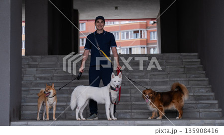A man walks three different dogs. A man walks three different dogs. 135908416