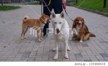 The man works as a dog walker. 135908419