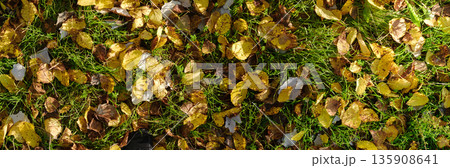 Yellow, brown and orange autumn leaves background. Outdoor. Autumn leaves pattern on green grass background Yellow, brown and orange autumn leaves background. Outdoor. Autumn leaves pattern on green grass background 135908641