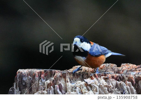 ヤマガラ 135908758