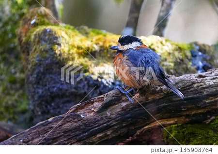 ヤマガラ 135908764