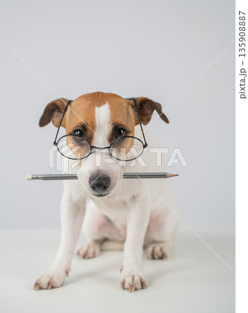 Jack Russell Terrier Dog Wearing Glasses Holds Pencil. Jack Russell Terrier Dog Wearing Glasses Holds Pencil. 135908887