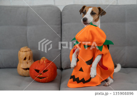 Jack Russell Terrier dog in pumpkin costume next to jack o lantern on sofa. Jack Russell Terrier dog in pumpkin costume next to jack o lantern on sofa. 135908896