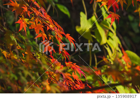 秋の山　赤く紅葉したカエデ28 135908917