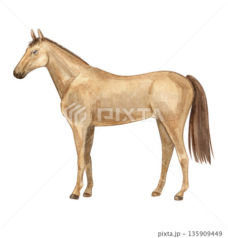 Horse with light brown coat, mane and tail, standing in side view. Watercolor illustration of a farm animal on white background. Perfect for posters, books, packaging, nursery decor, design projects. Horse with light brown coat, mane and tail, standing in side view. Watercolor illustration of a farm animal on white background. Perfect for posters, books, packaging, nursery decor, design projects. 135909449