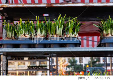 Row of potted spring narcissus bulbs with fresh green shoots. Growing yellow daffodils displayed in plastic trays on a market stall Row of potted spring narcissus bulbs with fresh green shoots. Growing yellow daffodils displayed in plastic trays on a market stall 135909459