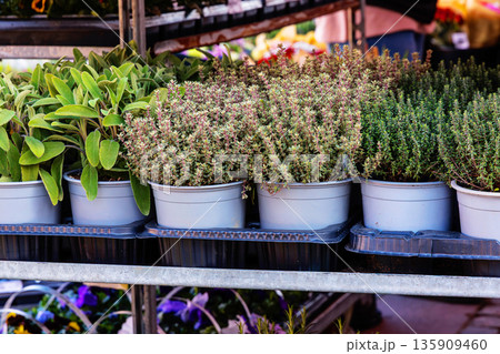 Potted herb plants in metal pots on a shelf at an outdoor market stall. 135909460