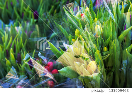 Close up of wrapped tulip bouquets with green leaves and yellow blooms under clear plastic packaging Close up of wrapped tulip bouquets with green leaves and yellow blooms under clear plastic packaging 135909468