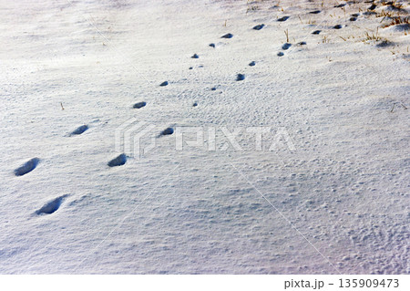 Animal footprints crossing fresh snow, lit by low winter sunlight with lot of copy space Animal footprints crossing fresh snow, lit by low winter sunlight with lot of copy space 135909473