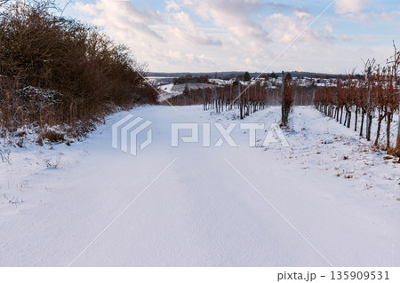 Winter landscape of a vineyard with bare grapevine rows and snow on the ground under a cloudy sky with blue patches. 135909531