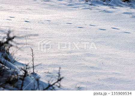 Animal tracks crossing fresh snow, lit by low sunlight with large copy space. 135909534