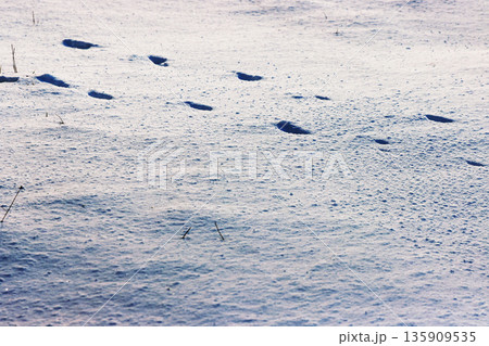 Animal footprints crossing fresh snow, lit by low winter sunlight with lot of copy space 135909535