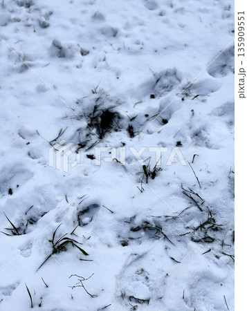 Snowy Ground with Animal Tracks and Grass Poking Through 135909551