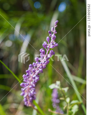 秋の山 ヤブランの紫の花01 秋の山 ヤブランの紫の花01 135909582