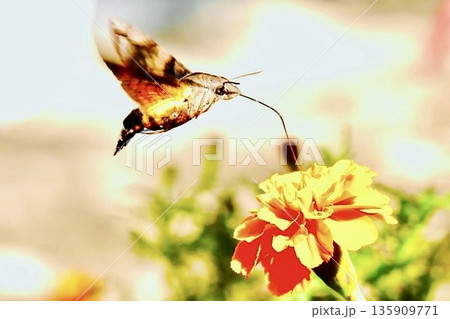 マリーゴールドの花の蜜を空中から吸うオオスズメガ 135909771