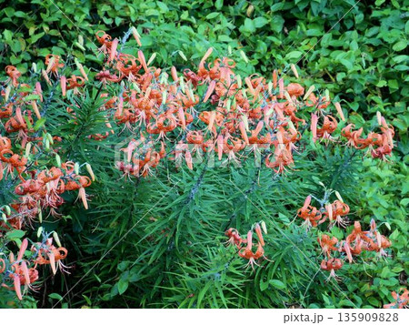 天草のオニユリ(鬼百合)(熊本県) 天草のオニユリ(鬼百合)(熊本県) 135909828