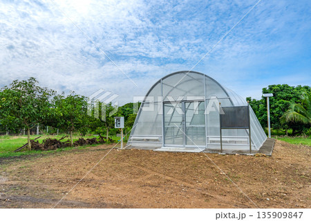 Greenhouse for organic vegetables. The thatched roof will keep out bugs. 135909847