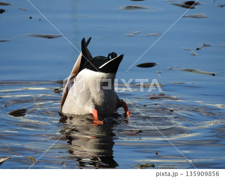 マガモの逆立ち採餌 135909856