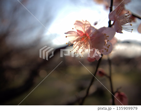 晴れた1月に咲いた可愛らしい紅梅「紅冬至（コウトウジ）」 135909979