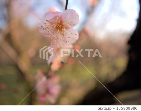 晴れた1月に咲いた可愛らしい紅梅「紅冬至（コウトウジ）」 135909980