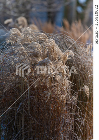 Dry grass texture over sun beams. 135910022
