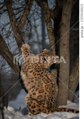 The snow leopard  (Uncia uncia) in zoo 135910023