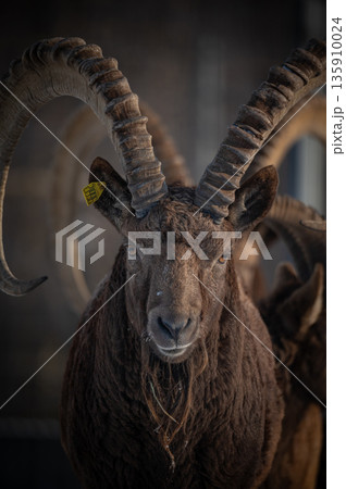 Capra sibirica with his impressive horns in zoo 135910024