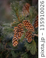 Pine cone in a Pine Tree. Pinus. 135910026