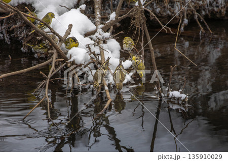 Eurasian siskins females and males  drinking water from creek. 135910029